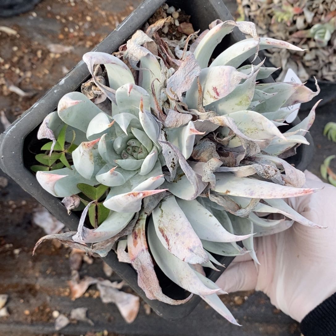 33号雪山杂小可爱