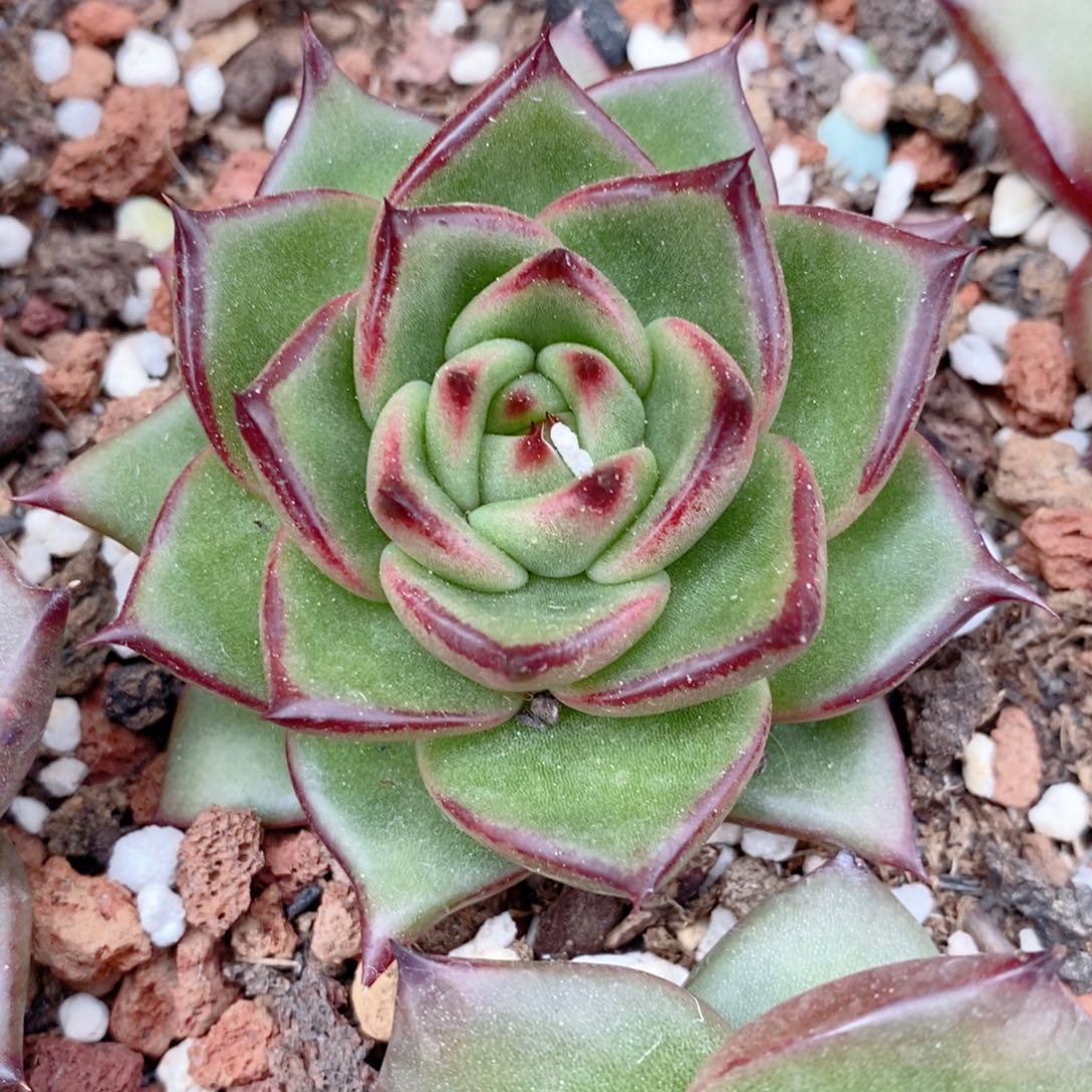 283 东云系多肉植物