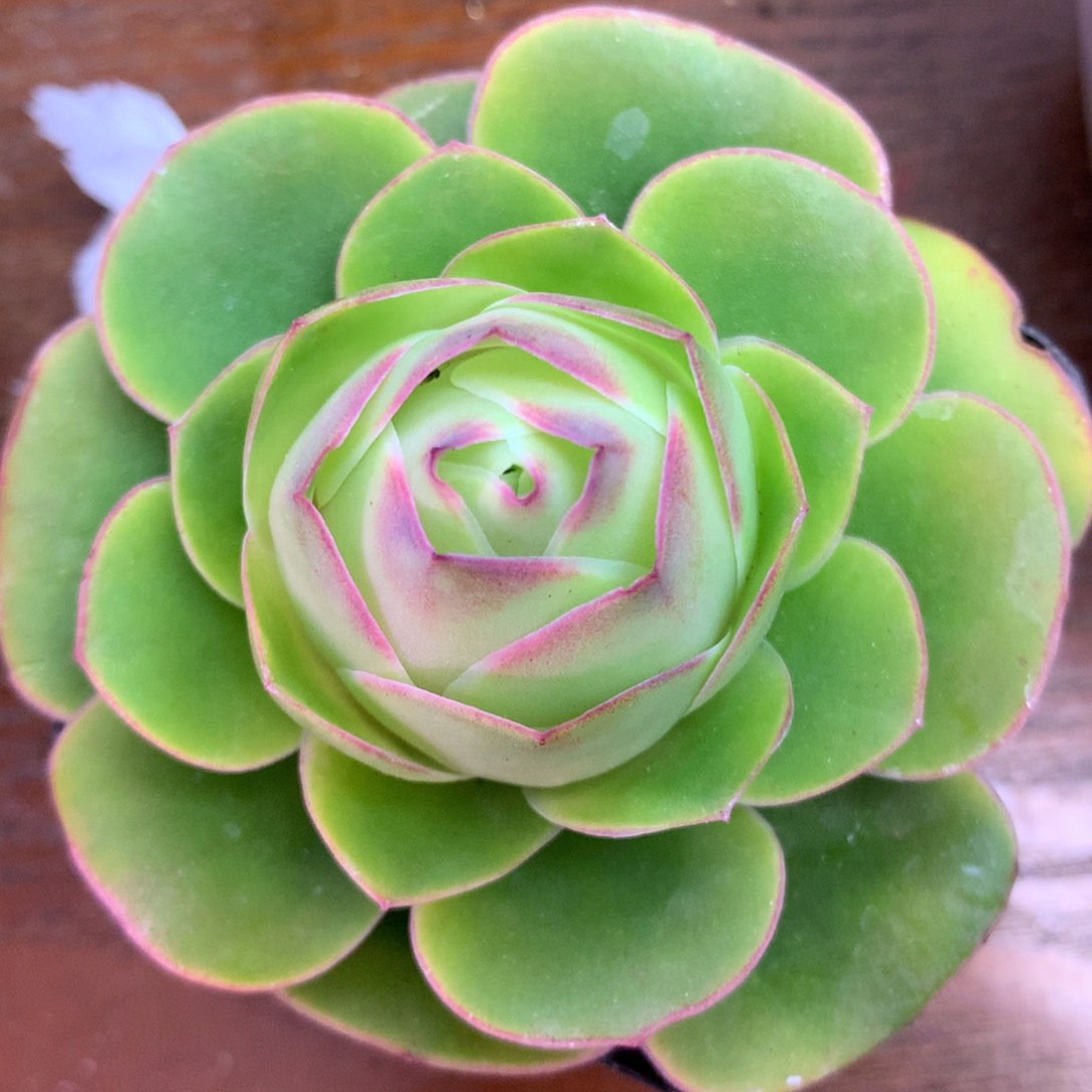 一物一拍枫栖002