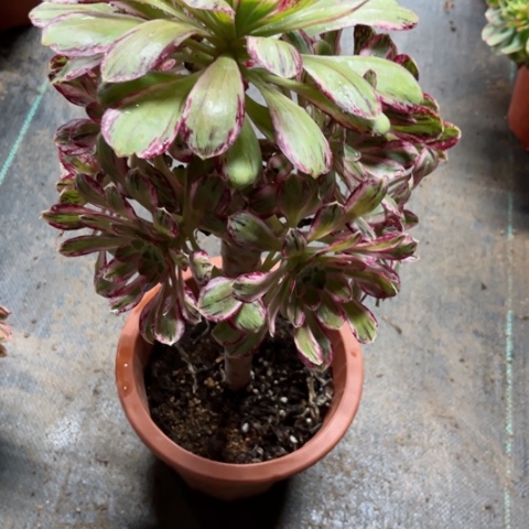 多肉植物薇锦锦。