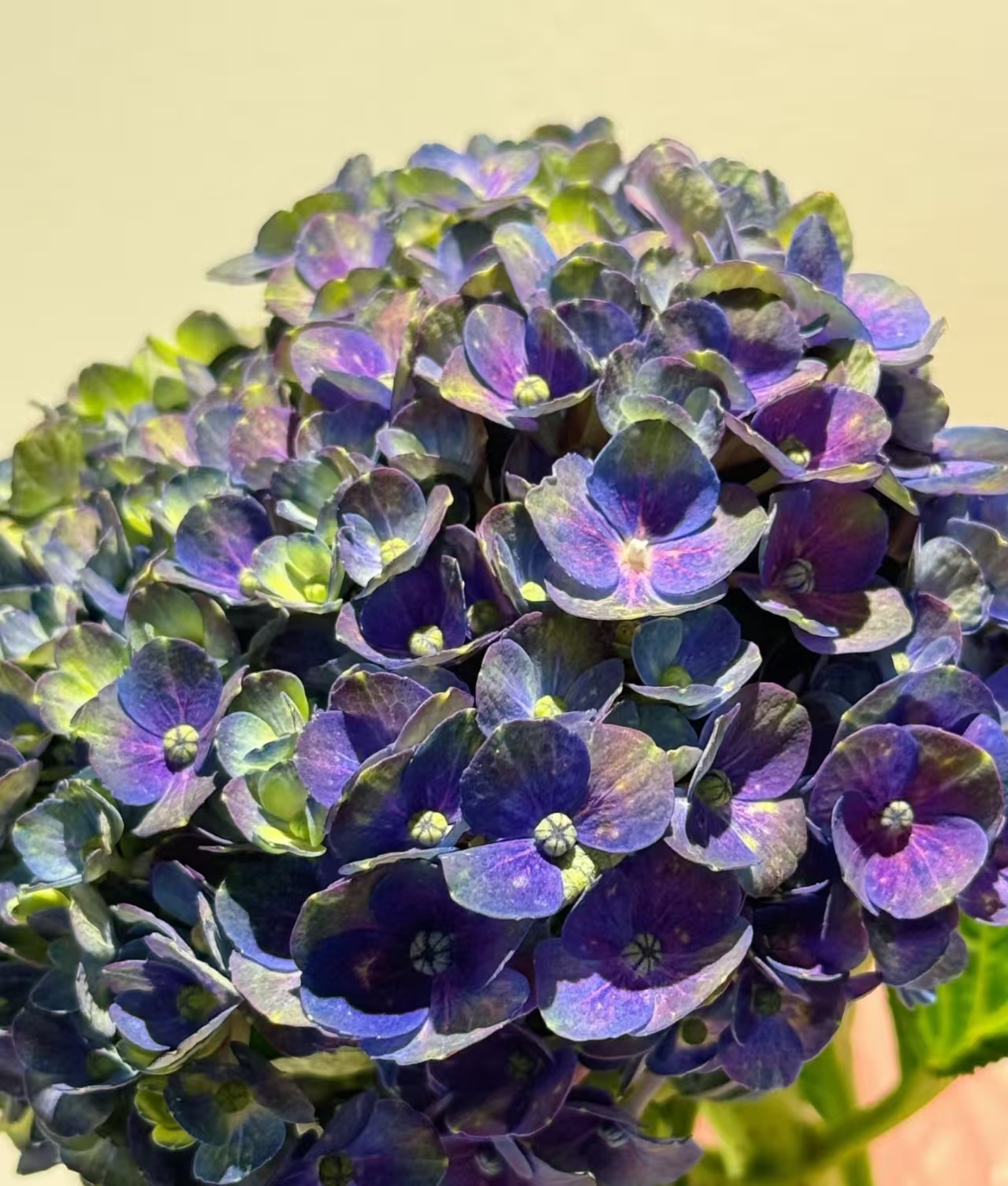 【魔幻夏洛特】  绣球花苗阳台盆栽庭院花卉植物