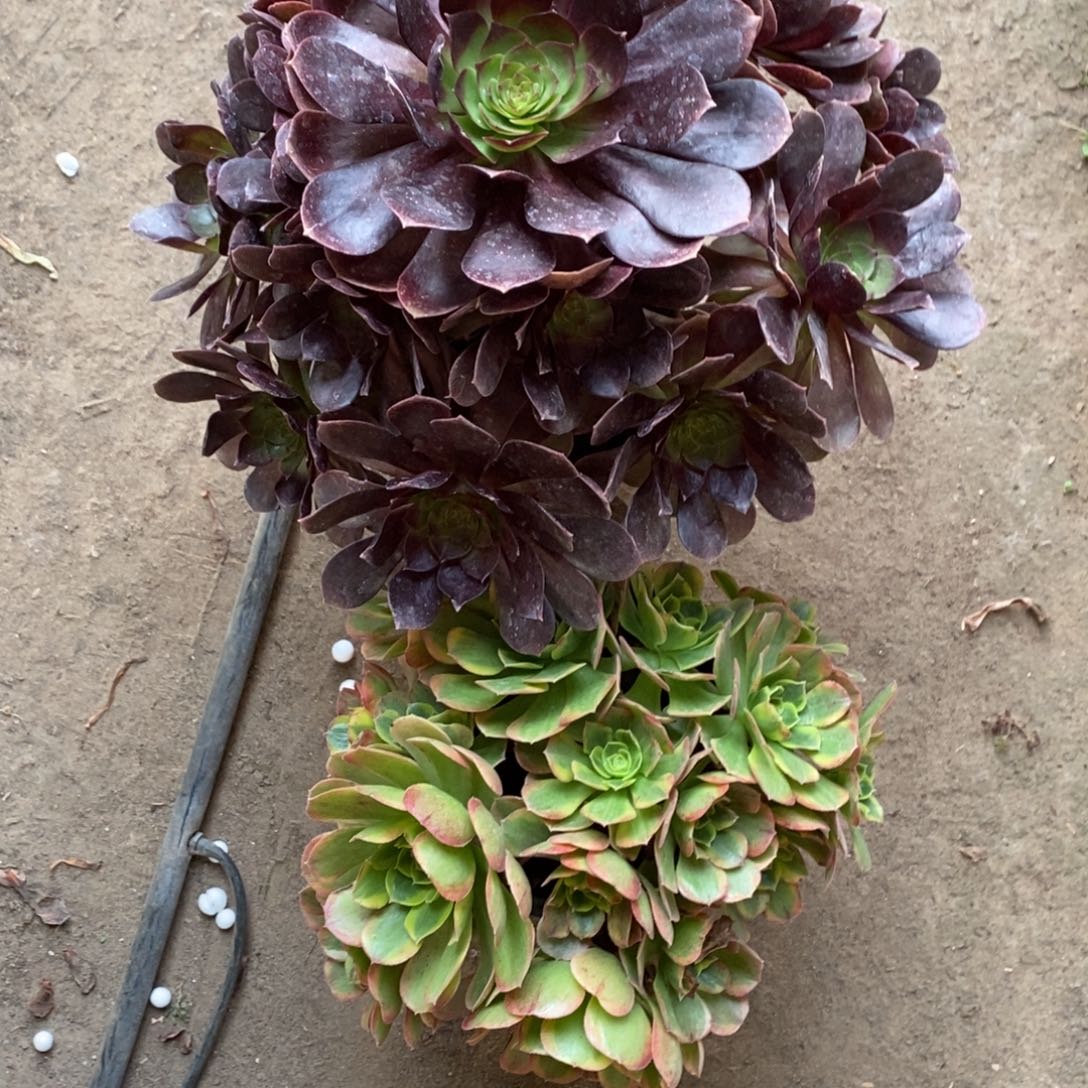 不开花植物赤燕莲➕奶白多肉1颗