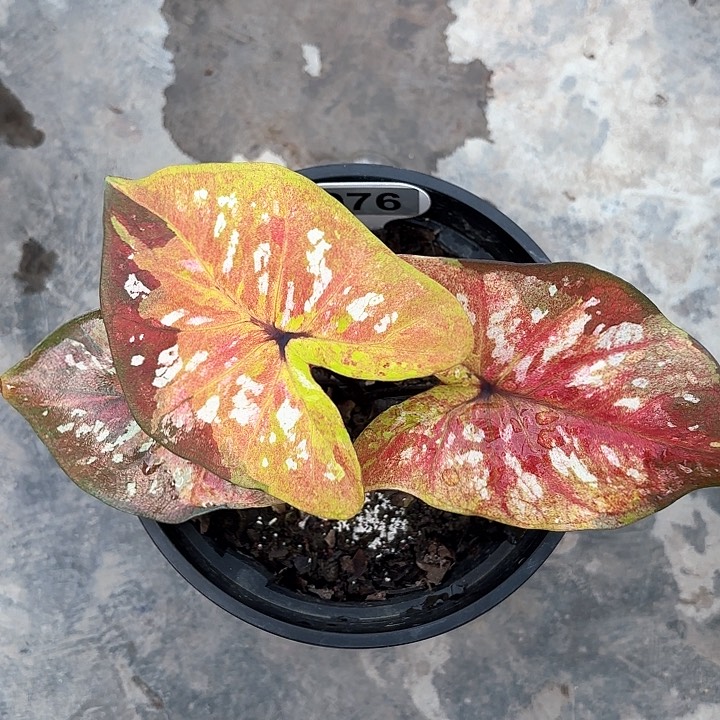 76-0210铜锣帕考G1彩叶芋广东现货