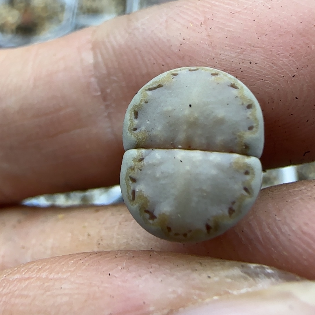 H***、009福利专拍30包邮