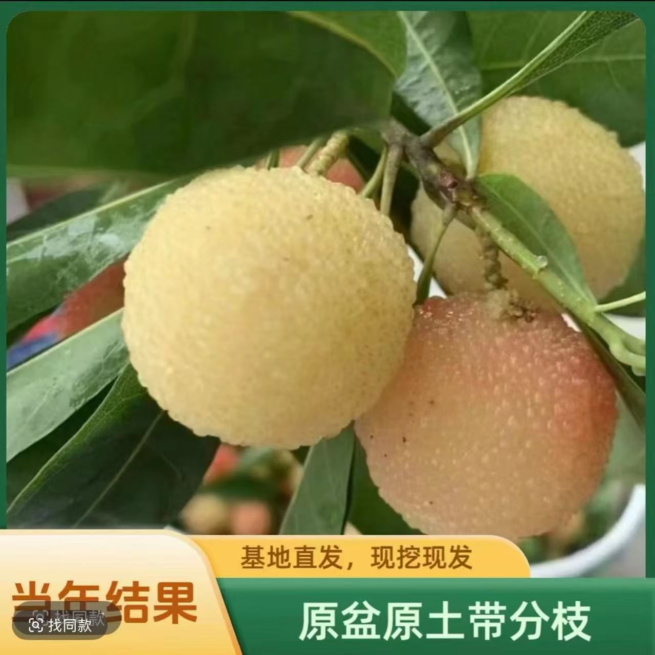 水晶杨梅树苗嫁接杨梅苗南方北方种植盆栽果树苗当年结果