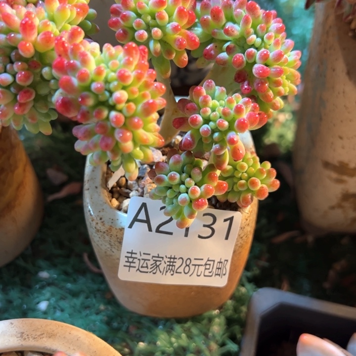 幸运的是我的朋友