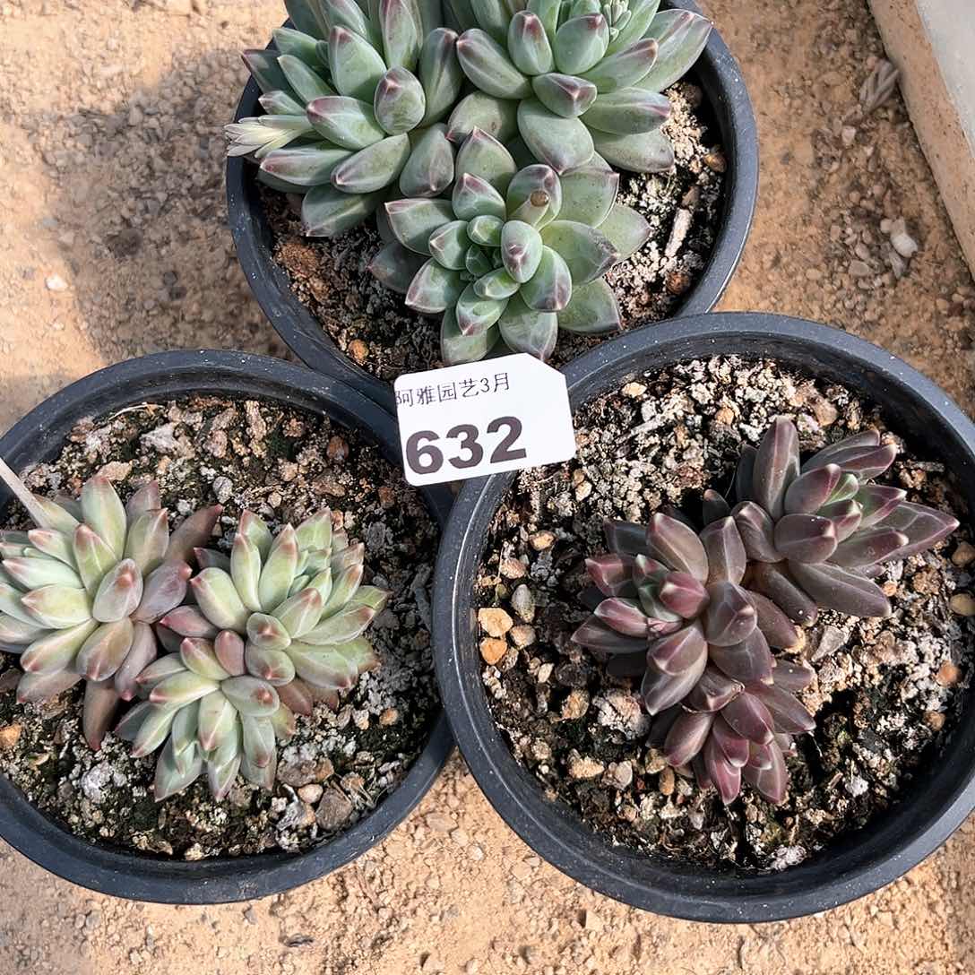 阿雅园艺。   632