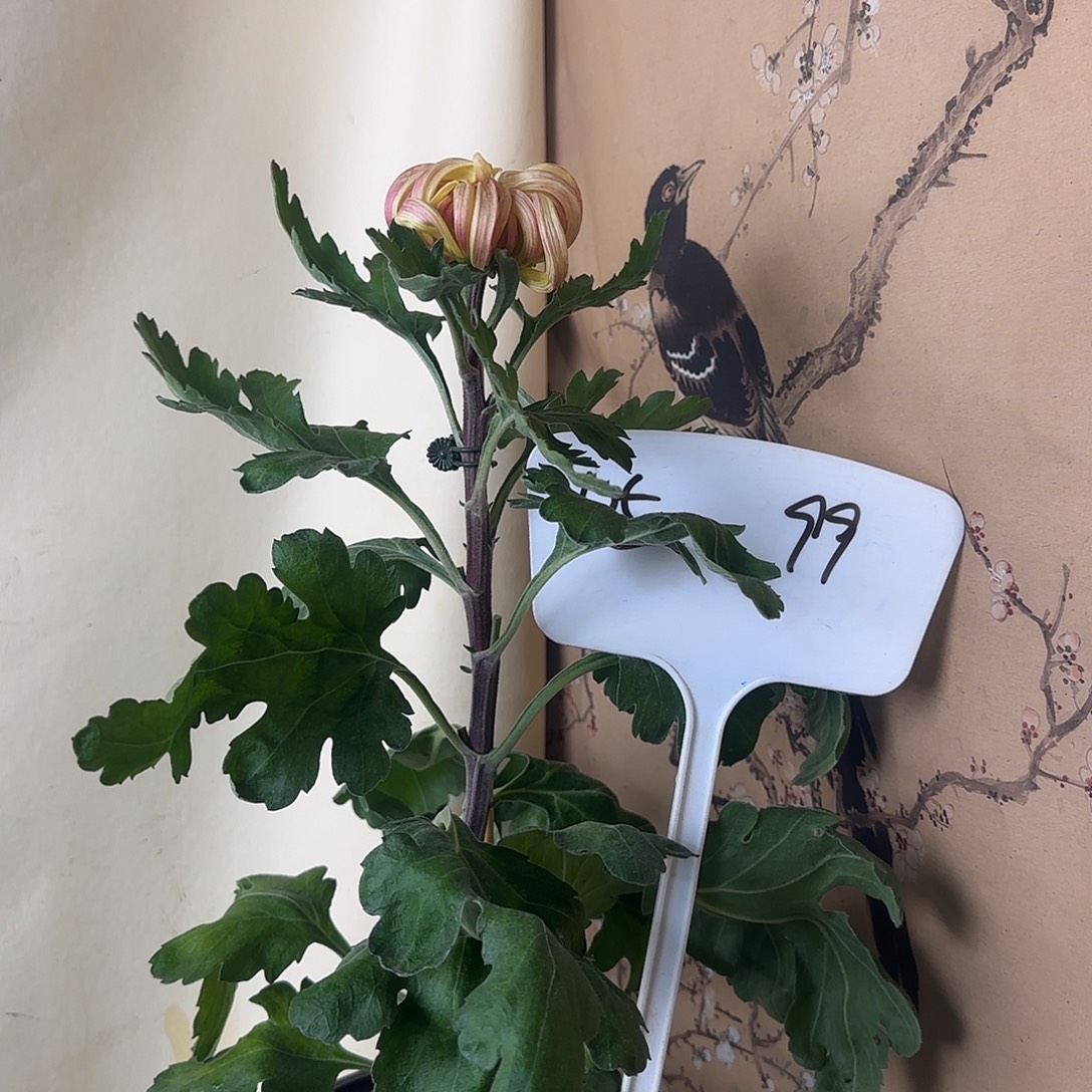 全部花朵D5555555555