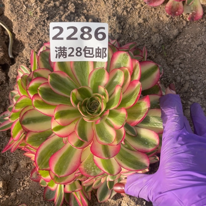 默*2286二号㺱倾城多肉植物M