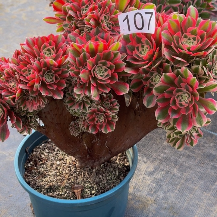 00000107女巫朵朵缀