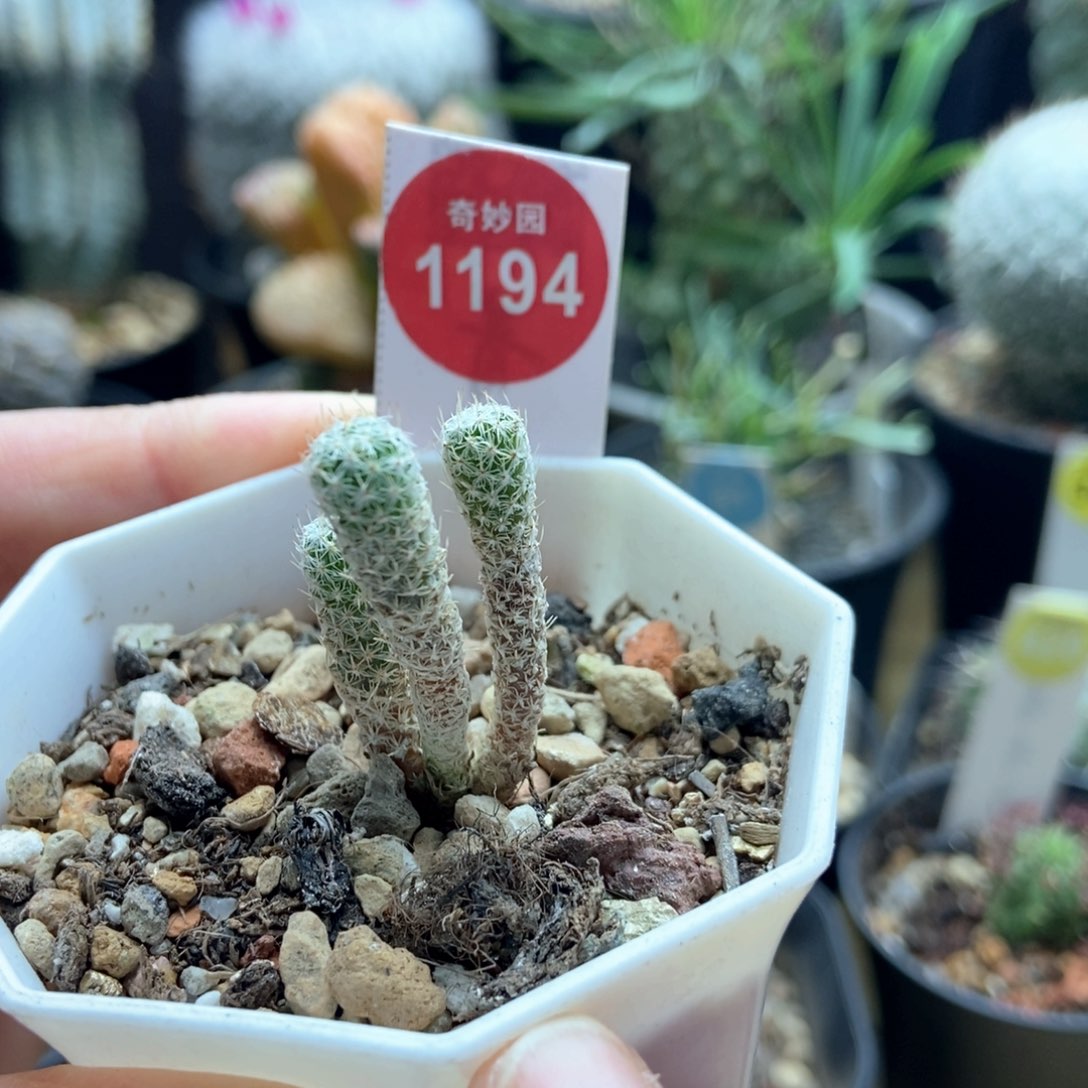 实生赤花美针玉群一颗