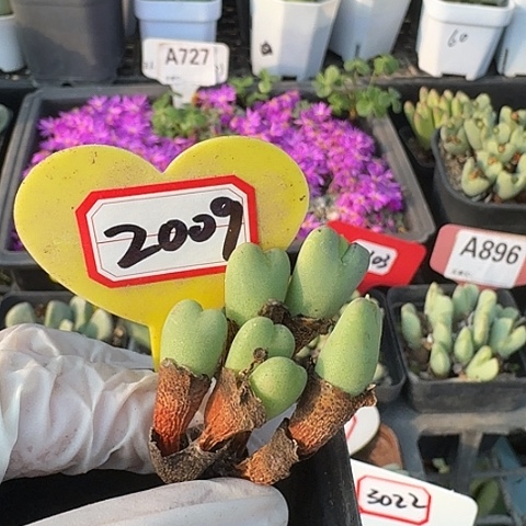 桃***哥2009我我我我摸摸