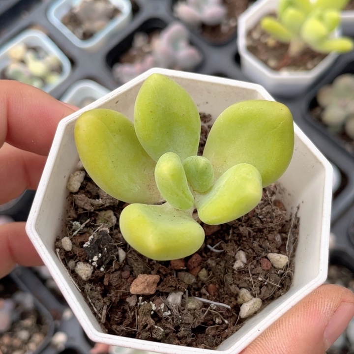 芒果奶单头随机发满18