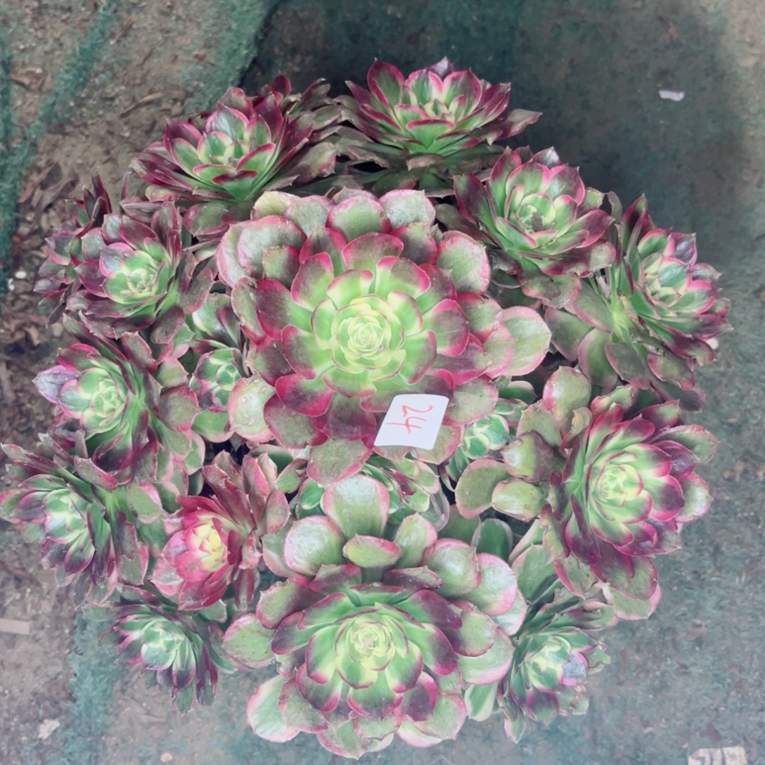 24粉体海王法师多肉