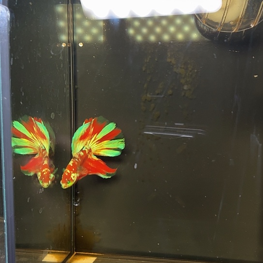 斗鱼荧光巴塞隆半月