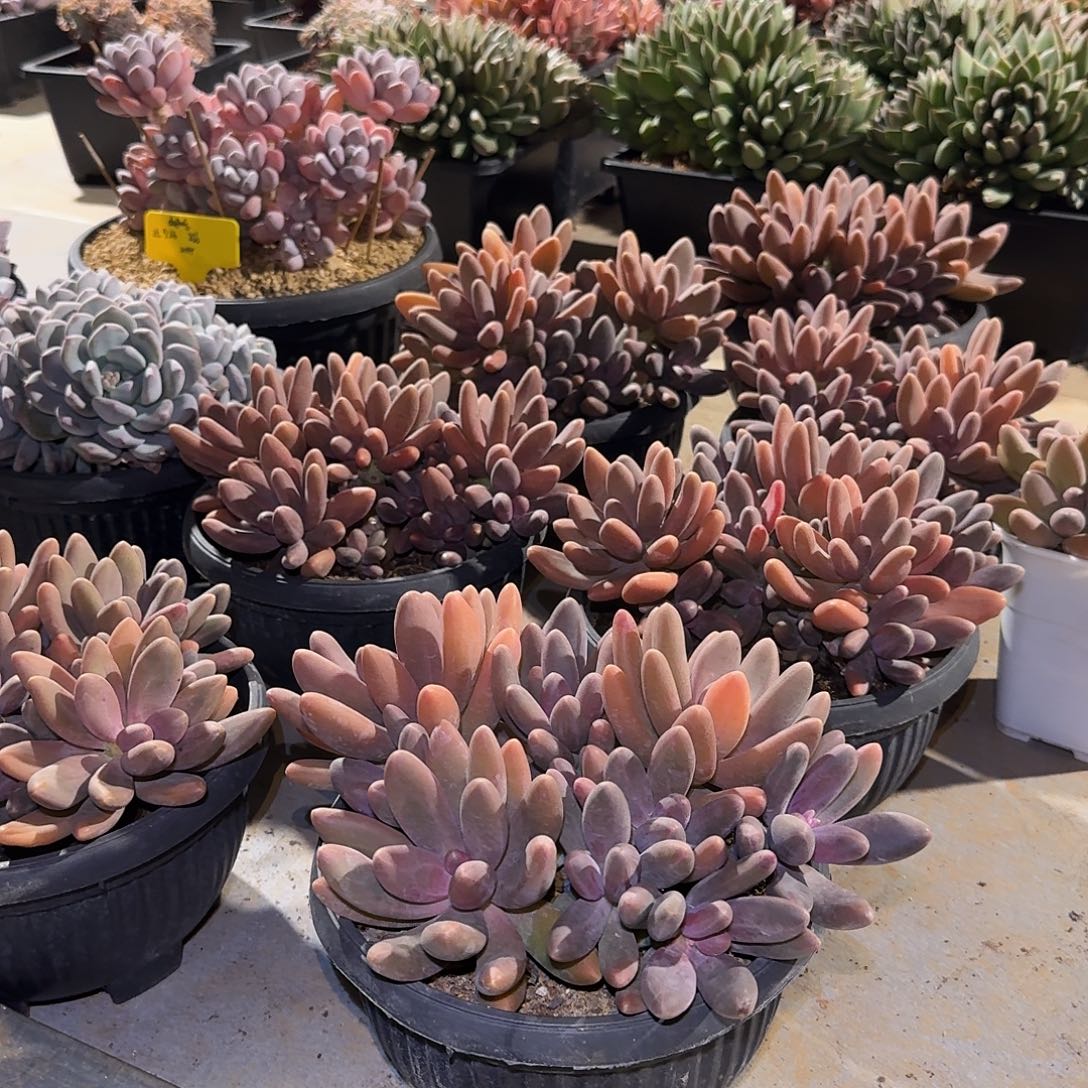 糖果美人整无砍老桩群生