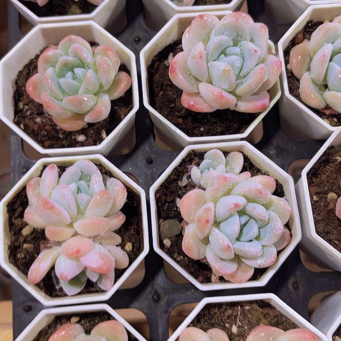 精品玉蝴蝶多肉植物