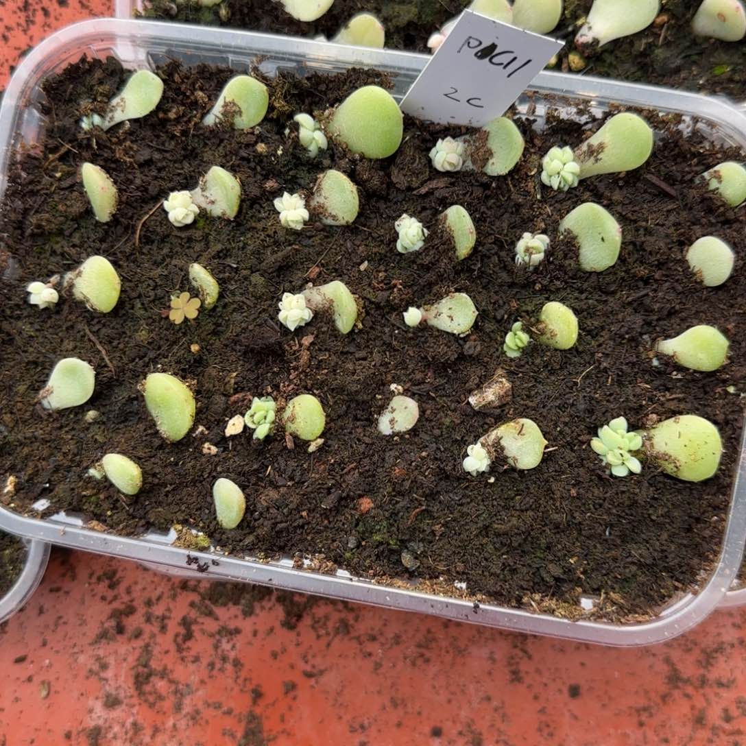 2个P C11 芝麻穴满25包邮