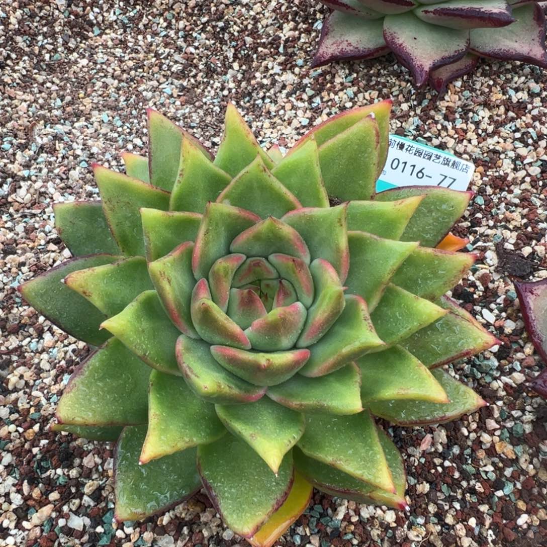 从前慢多肉精选编号0116.77