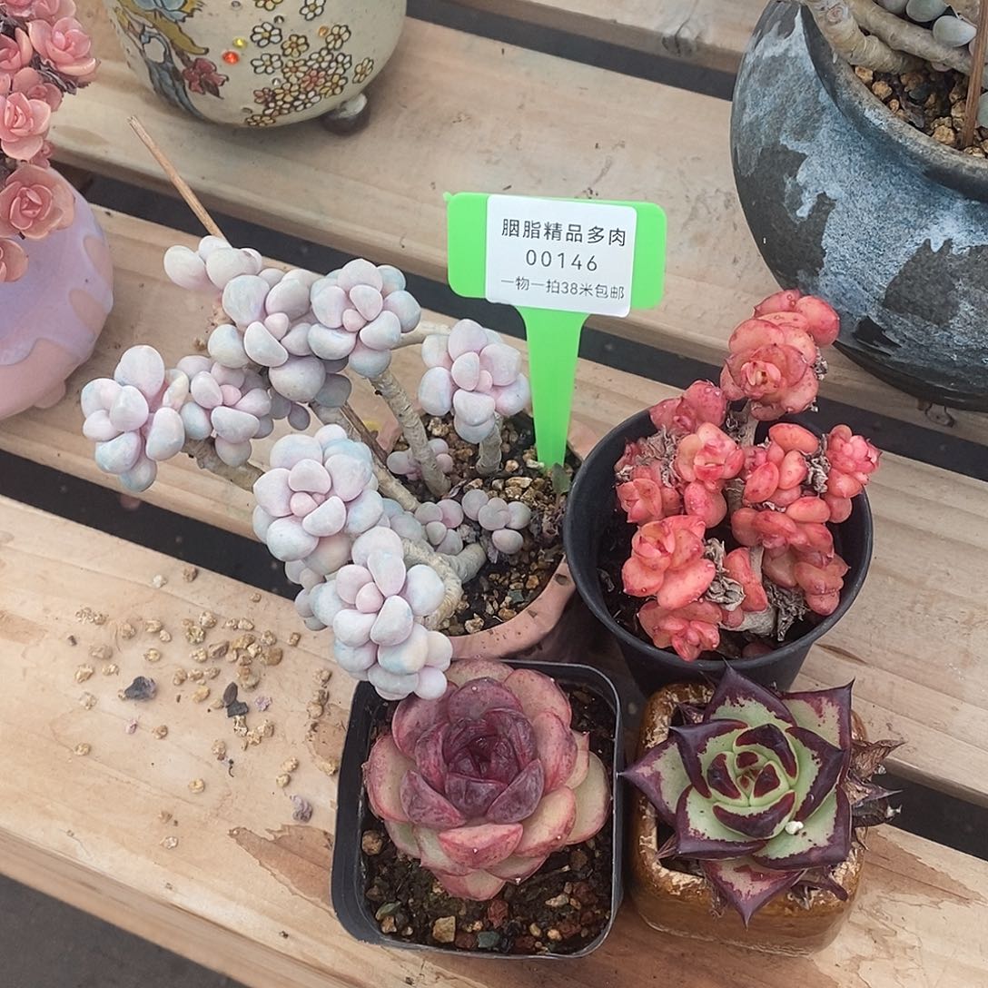 00146凤娇看过菲菲个宏宏不奶奶家呢