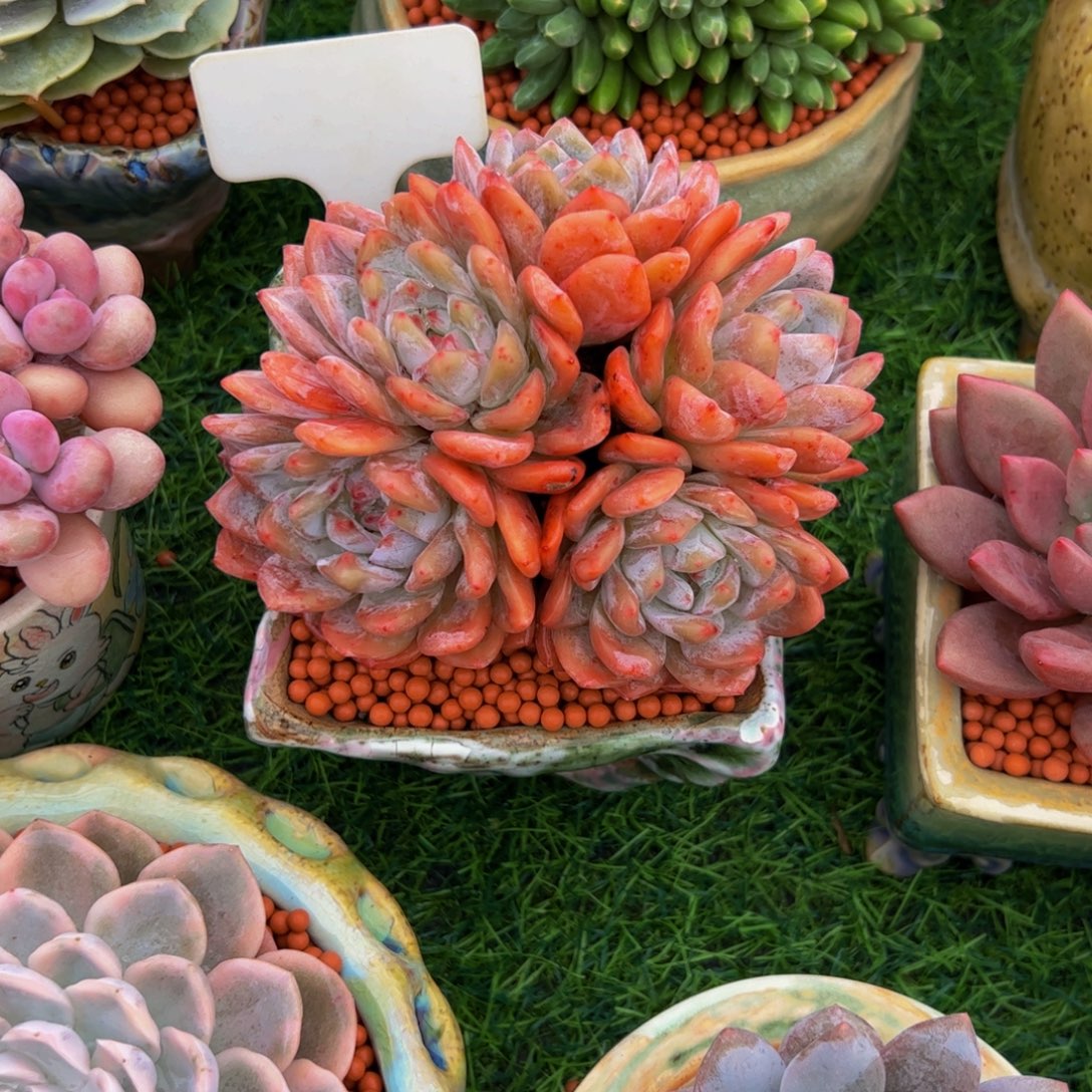 宋***妈雪天使朵朵缀带盆