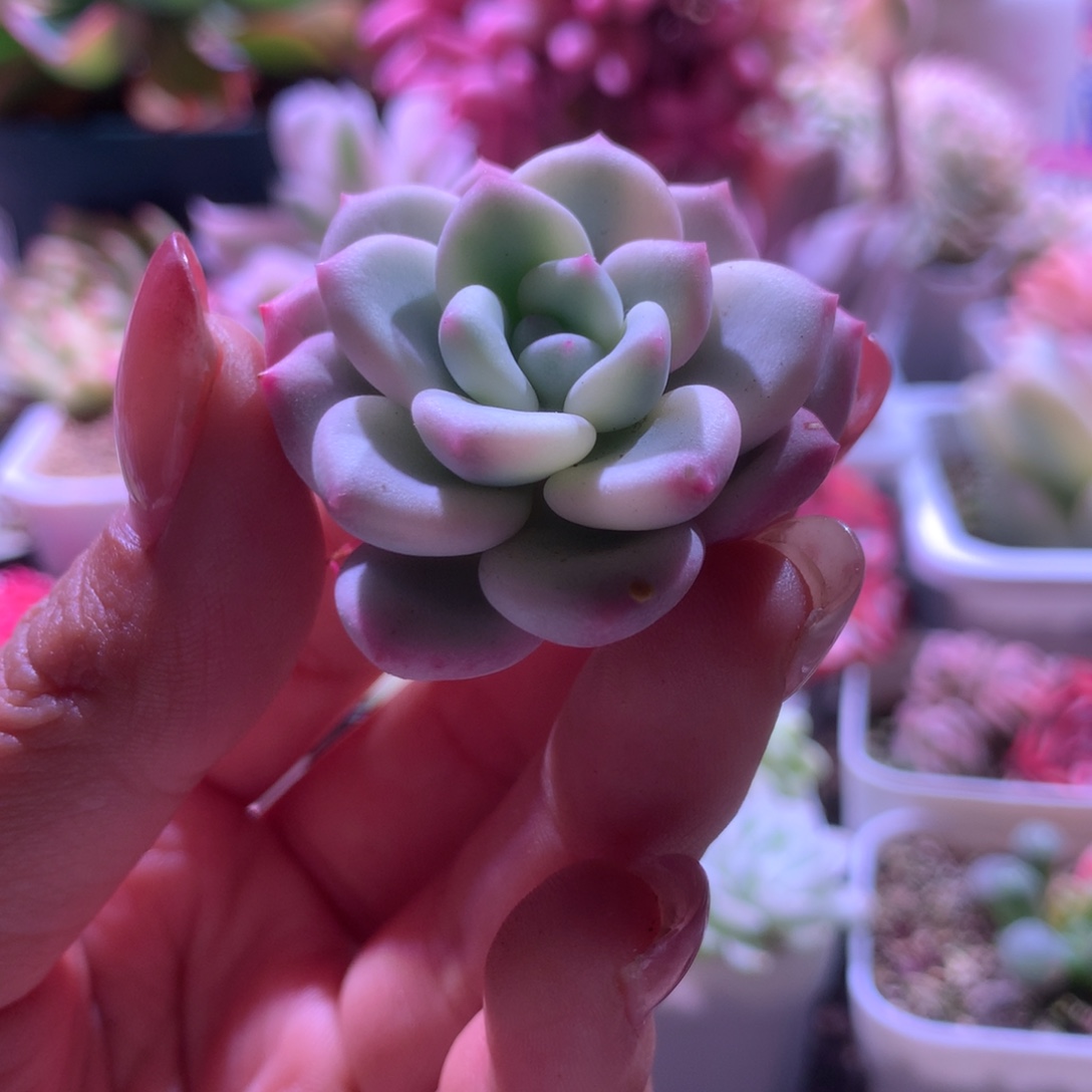 白马覆轮锦砍头有根