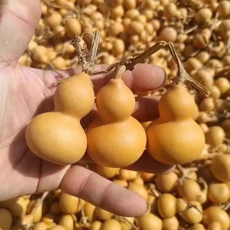 精选天然小葫芦手把件(直播间专拍，请勿私拍） 私拍随机发货