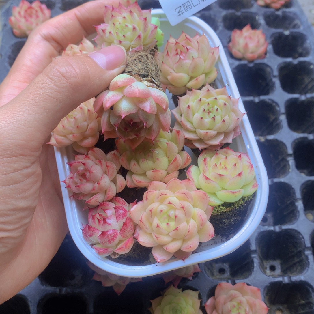 我要去看你了啊我027