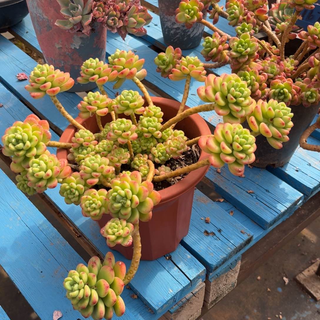 小雨多肉香格里拉