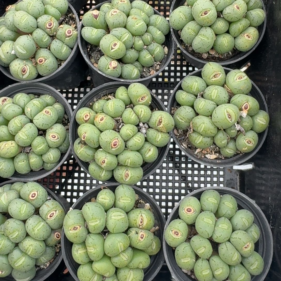 大嘴荧光玉福利一群