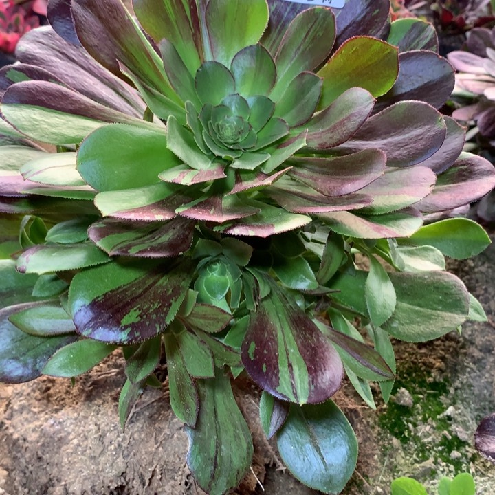 374多肉植物有点歪