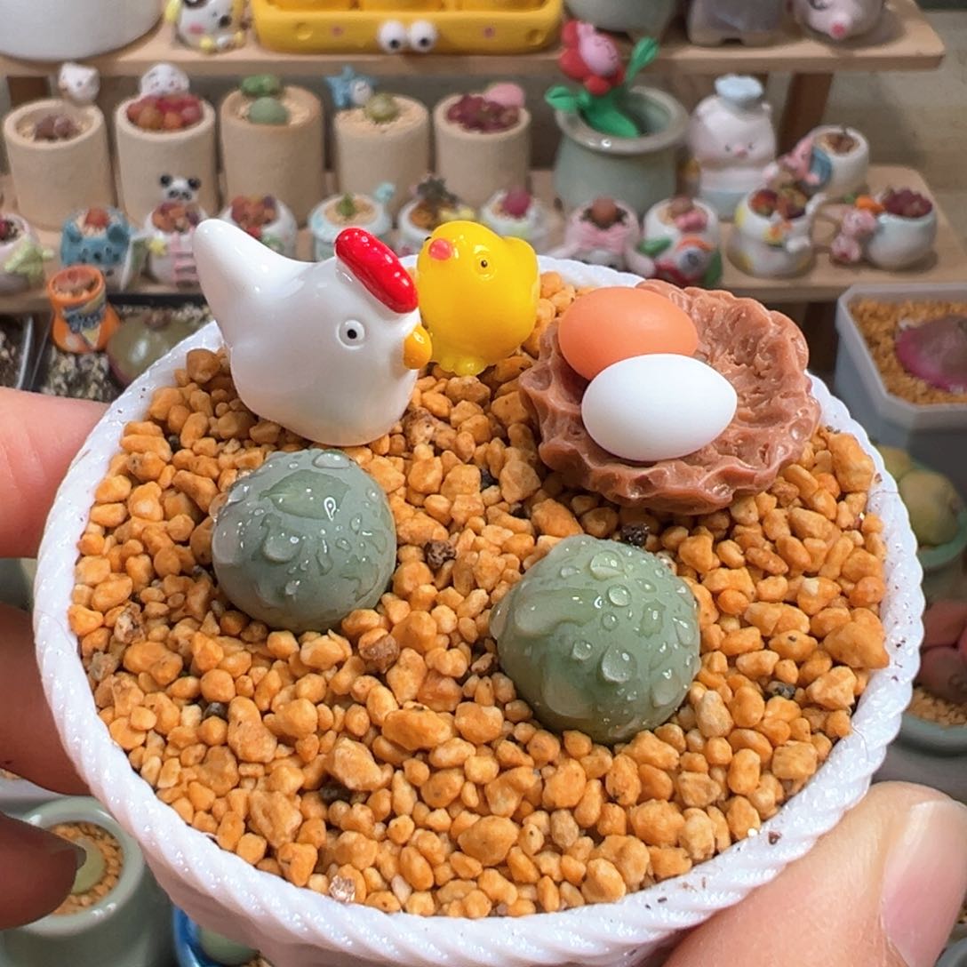 多肉植物2号鸽子蛋组合