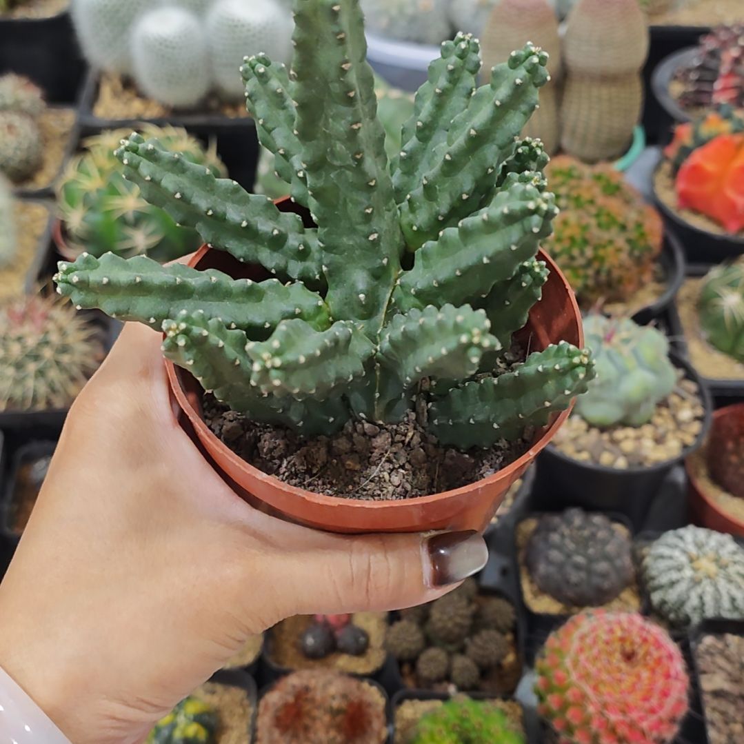 小***酱水仙晴朗多肉植物