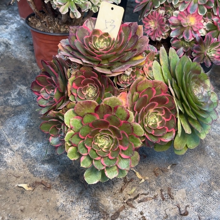 53粉花妖多肉一物一拍