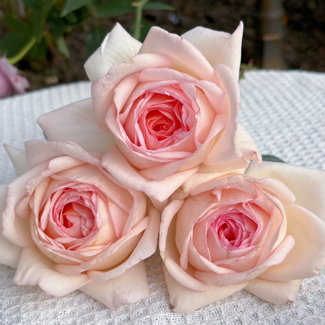  香槟美酒【买三送一】云南直发玫瑰老桩苗盆栽地栽花卉多季重复开