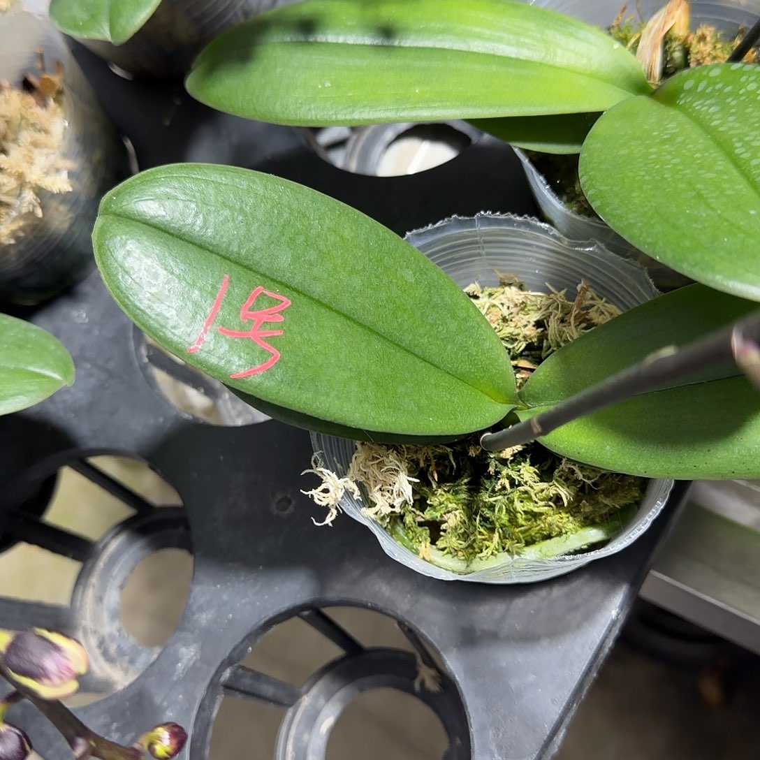 晨***南无花朵1号小无毒带花