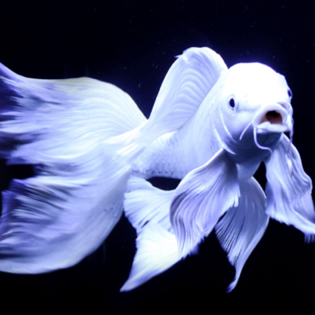 精品高端蝴蝶鲤（蝴蝶鲤贵妃）20-25公分