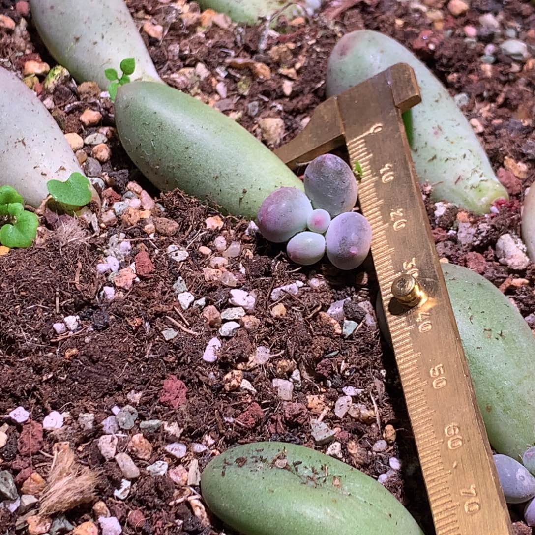 米可奶 不凑满28元发一片叶 不售后 到付