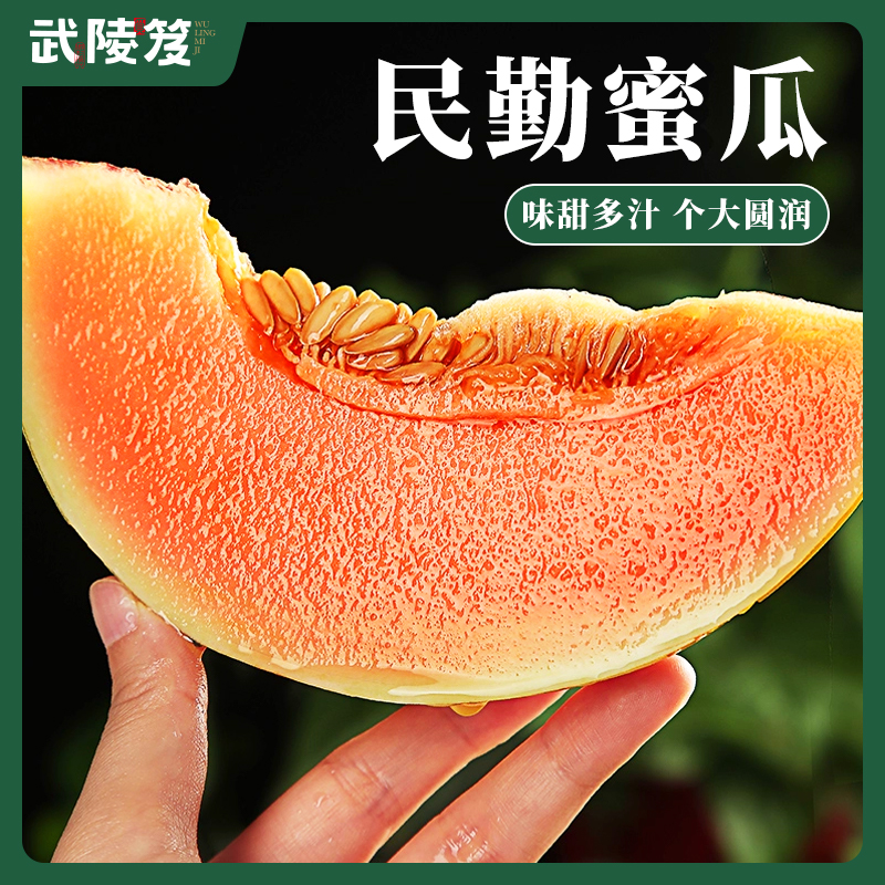 甘肃沙漠蜜瓜民勤蜜瓜金红宝甜瓜新鲜水果新鲜采摘黄河蜜瓜哈密瓜