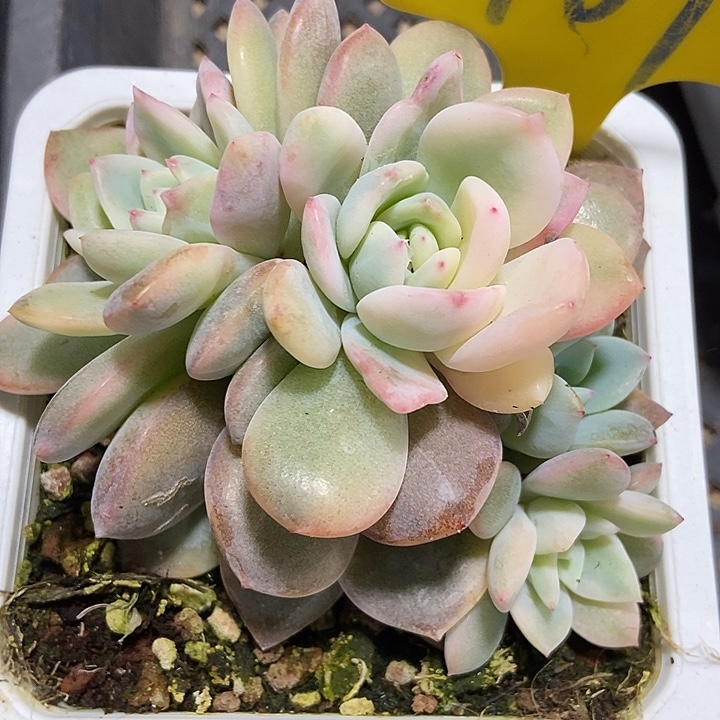 多肉植物星影锦709