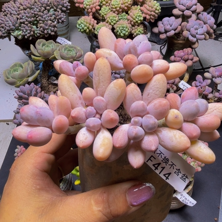 黄金手指奶酪414/10cm
