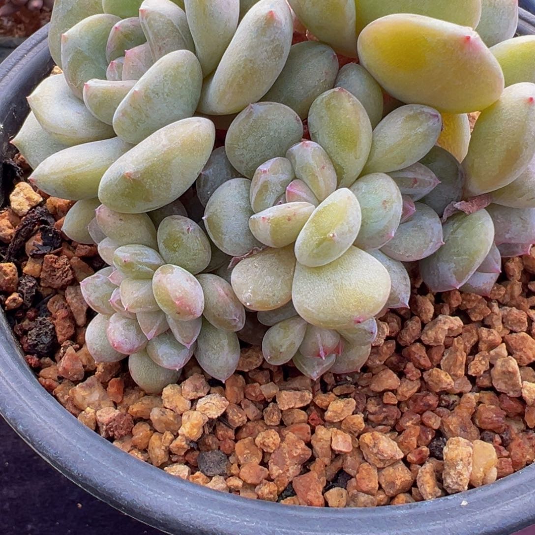 绿底星星 新年快乐