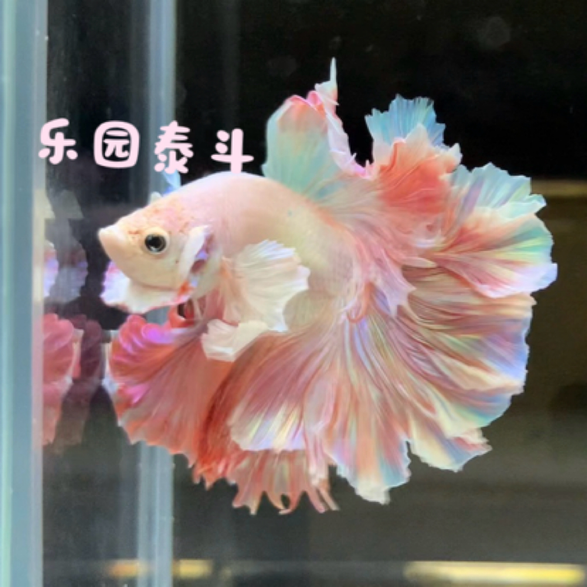 好养耐活的婚纱斗鱼小型热鱼观赏鱼适合懒人当桌面宠物