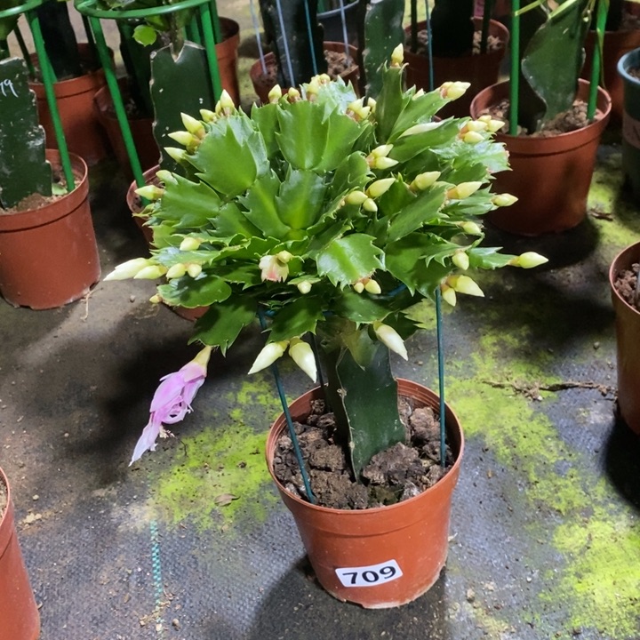 大部分花苞少量开放烟**思709白玛丽