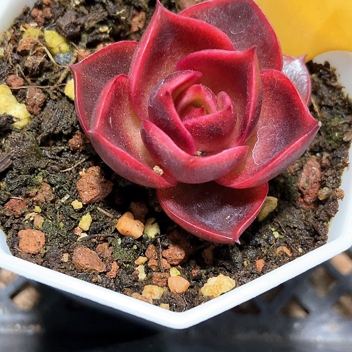 多肉植物红灯2123