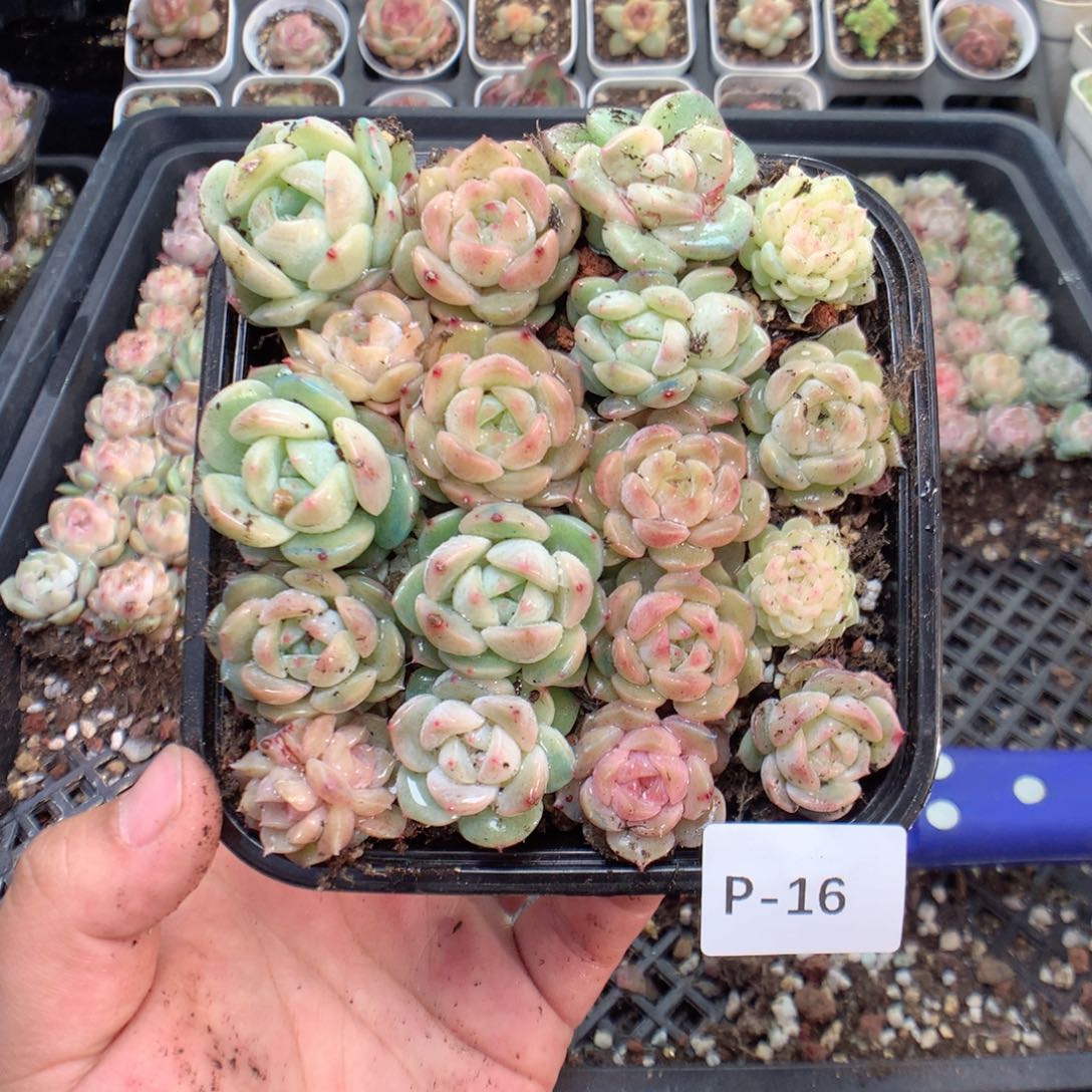 无花朵P16英语英语