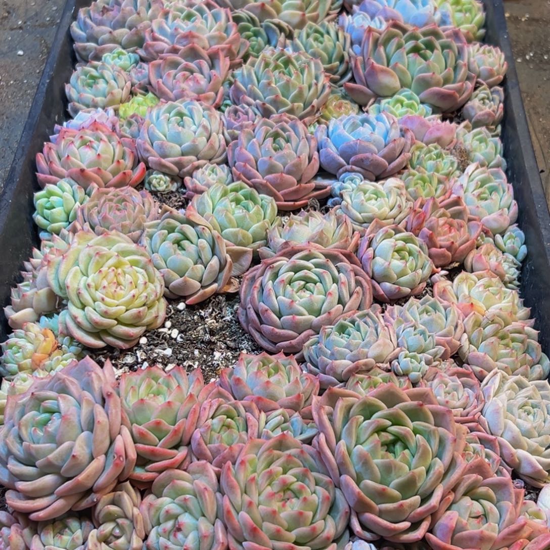 680多肉葡萄的味道是真的