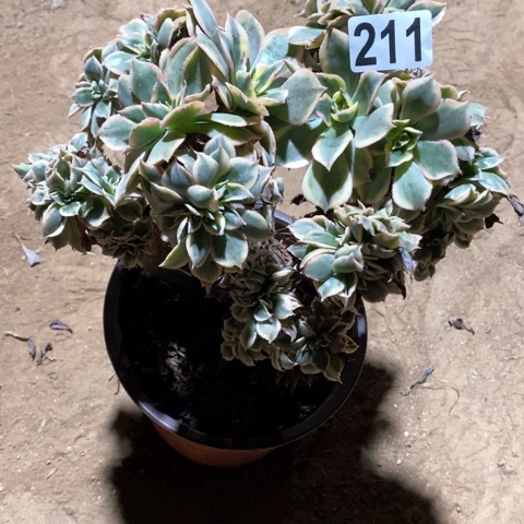 211灿烂缀化十八包邮偏远勿拍