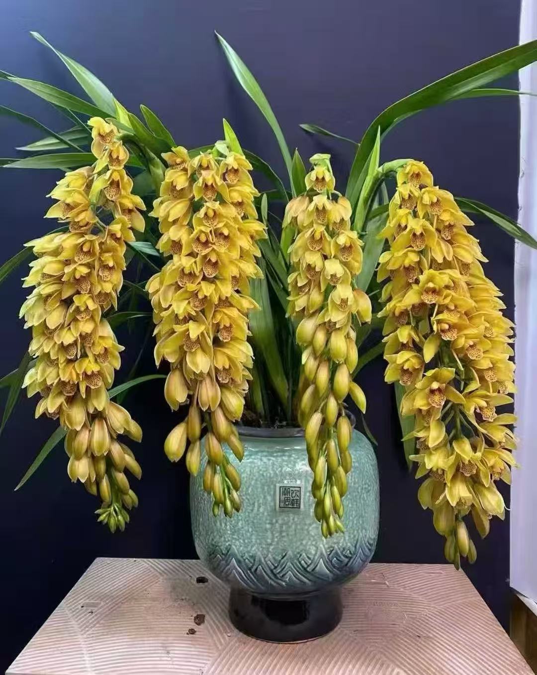 大花惠兰—金丝雀