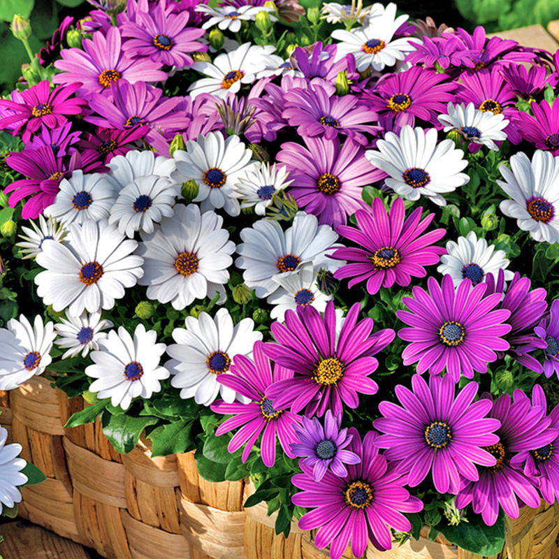 蓝目菊万寿菊彩南非(颜色多  油画一样美)喜欢阳光花谢了及时修剪